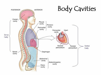 body cavity abdominal diagram www picturesso combody cavities free online medical transcription course jpg 400x300 body cavity abdominal diagram
