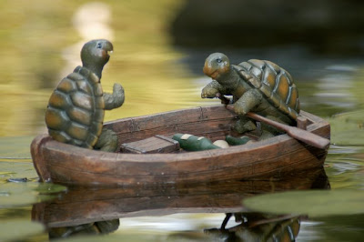 Turtles in Boat