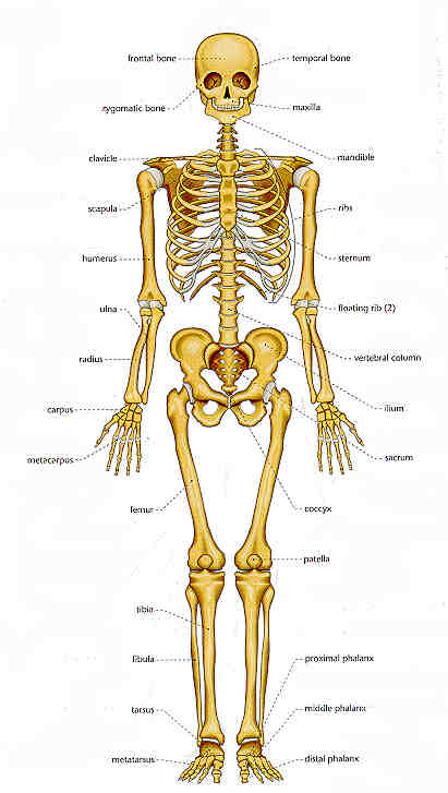 digestive system diagram worksheet. circulatory system worksheets