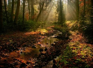 La forêt