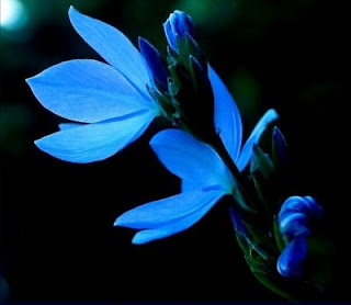 Fleur-Bleue Fleur+bleue