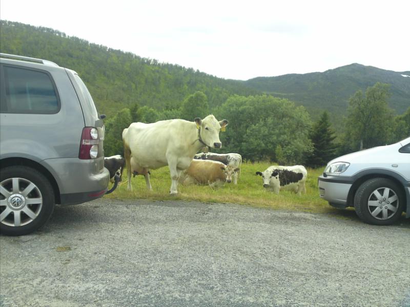 [image-upload-266-742156.jpg]