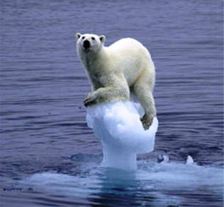 Polar Bear Polar Bear