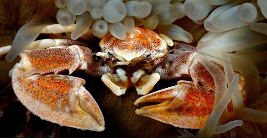 Mr. Krab by Eric Javier