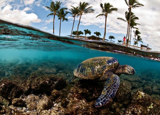 Green Sea Turtle by Lorenzo Menendez