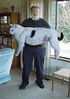 Biggest Cat