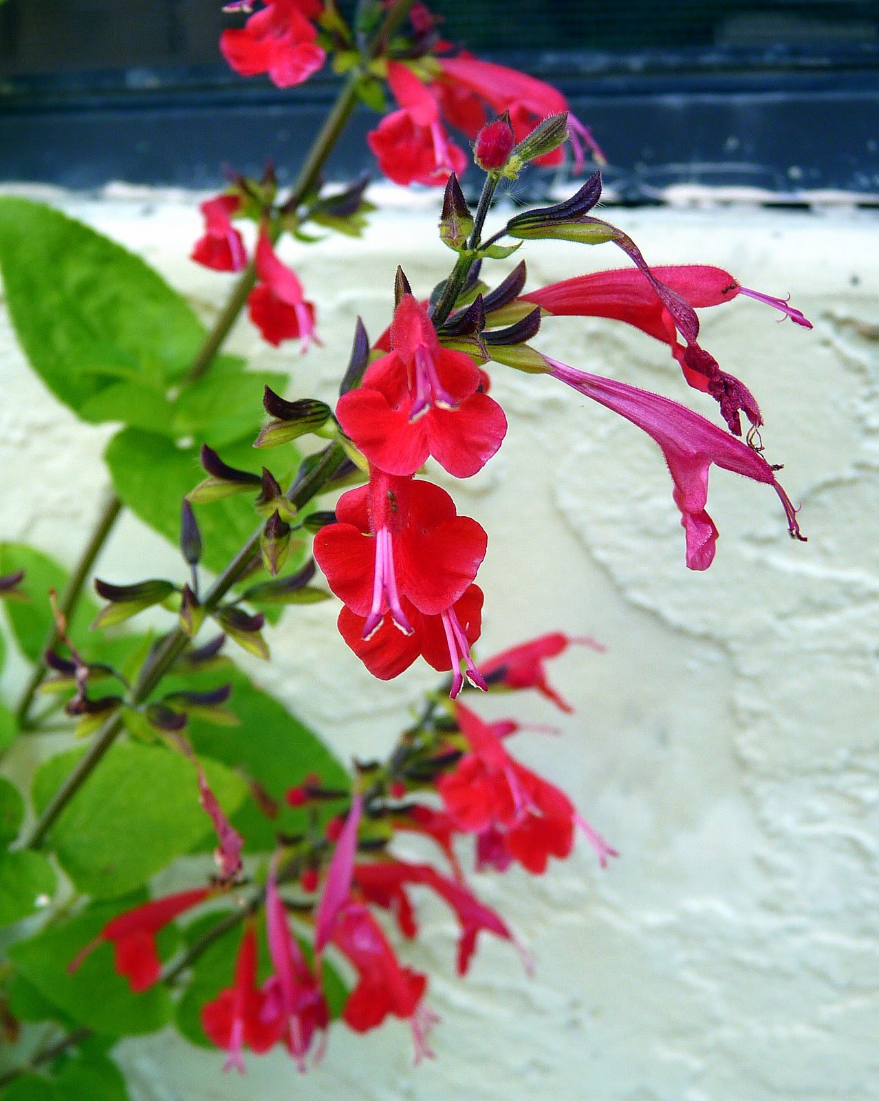 My Florida Backyard When the Bloom is on the Sage