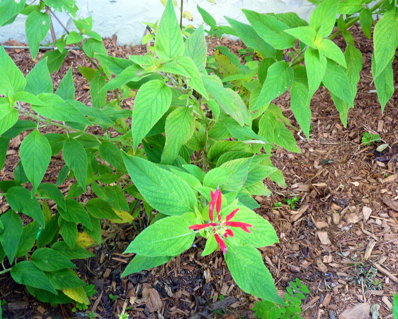 My Florida Backyard Flowers are Red