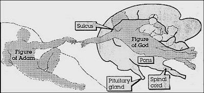 La Obra de Miguel Angel y el Cerebro Humano | Psicología y Daño Cerebral