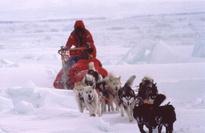 Antarctic Huskies