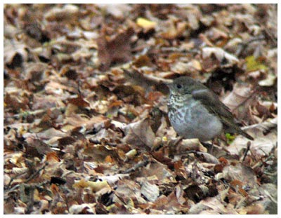 [gctsmaca050752.jpg]