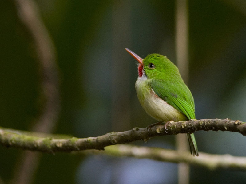 [jamaicantodysma5938.jpg]