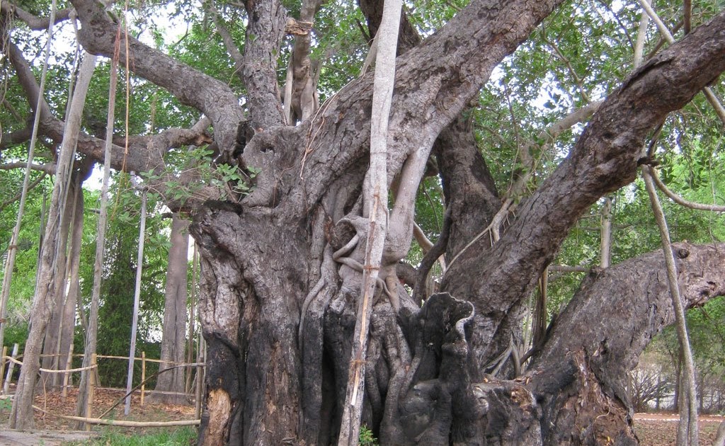 ADAYAR BANYAN TREE Adayar Banyan Tree One of world's oldest banyan