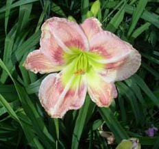 Daylily Barbara Mitchell
