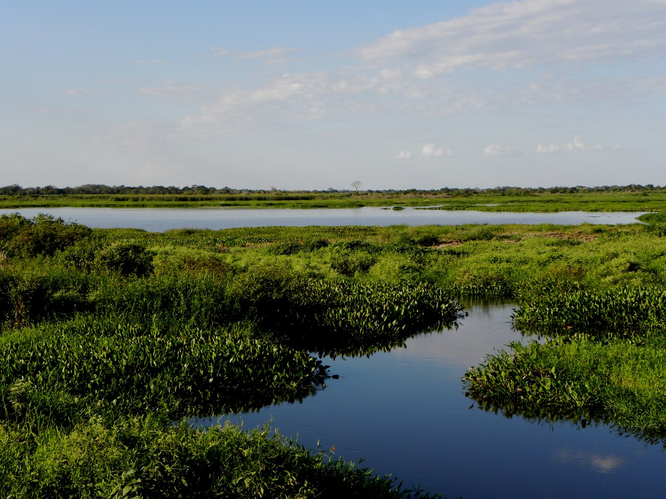 Pantanal Nature - The life in the Pantanal - Bios: Pantanal Jaguar Tour