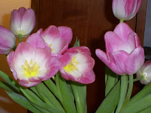 Tulips - My Favorite Flowers