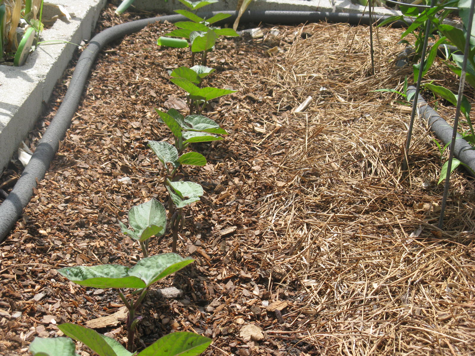 Garden to Table May Beans, Beans, and More Beans!