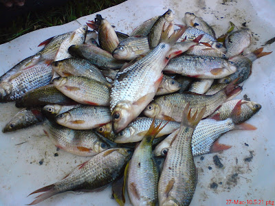 Ikan Temperas