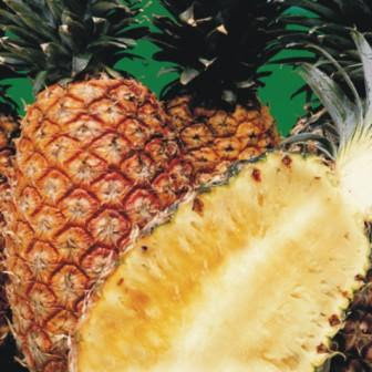 ENFERMEDAD CULTIVO PINA enfermedad cultivo pina: