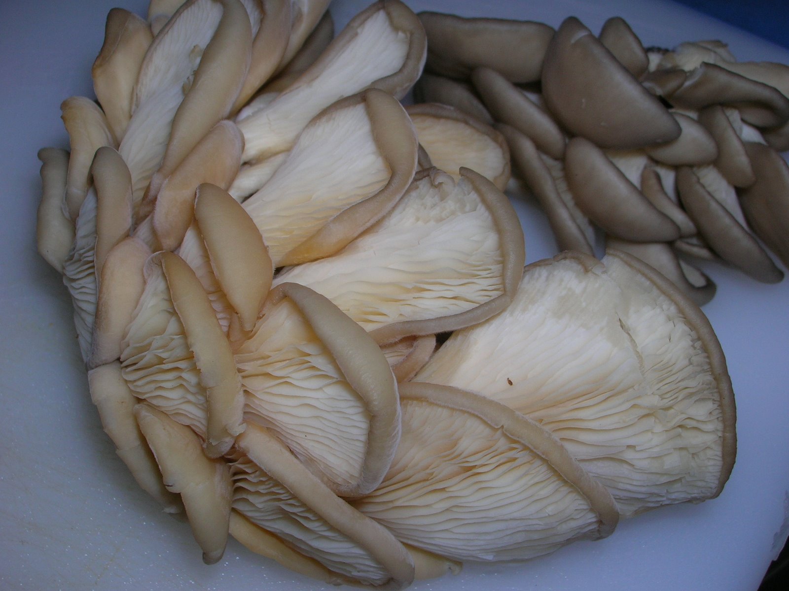[Oyster+Mushrooms.JPG]