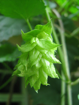 Hops Flower