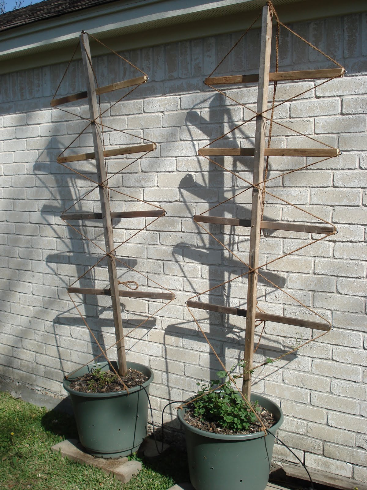 Hops In Pots Trellis Finished and Cascade Already Climbing