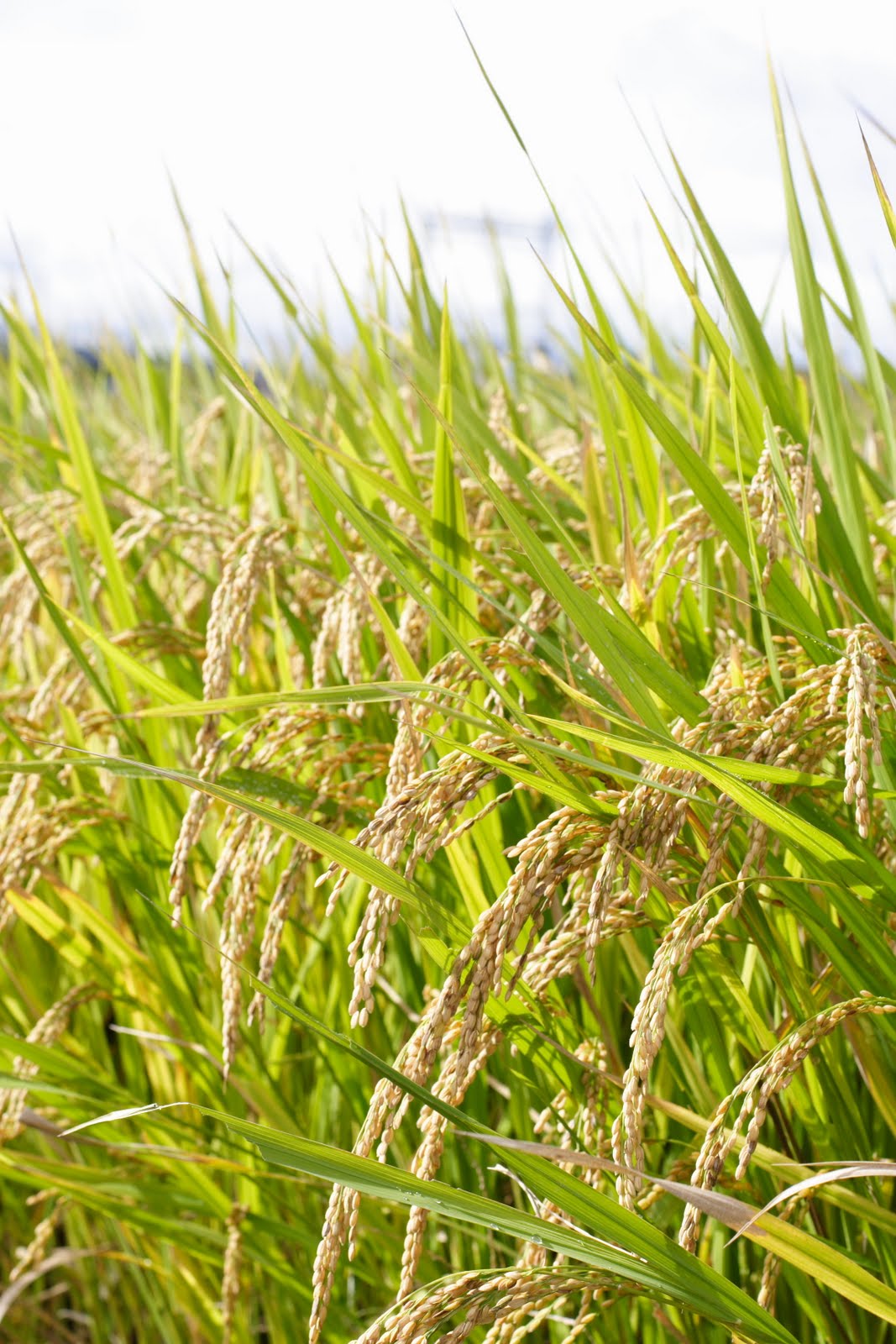 ISHARMANTO - BIOLOGI GONZAGA: Oryza sativa