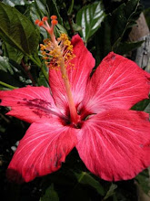 FLORA TIPICA ESTADO LARA flora tipica estado lara: