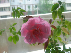 Роза на моем окне