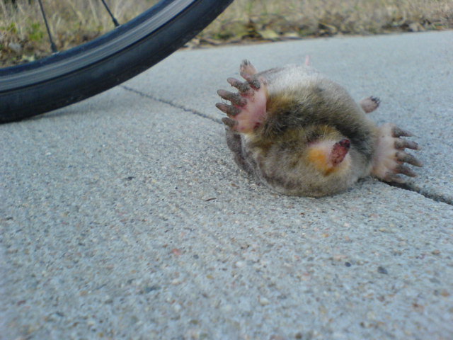 [mole.jpg]