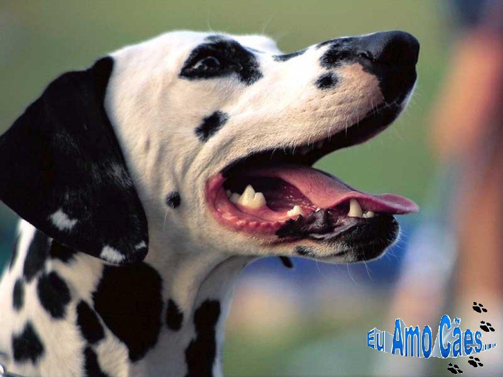 [dalmata.JPG]