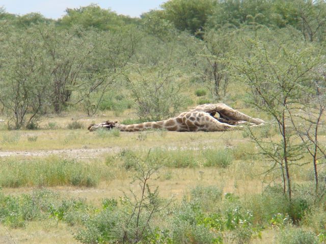 Giraffe Killed by Lions