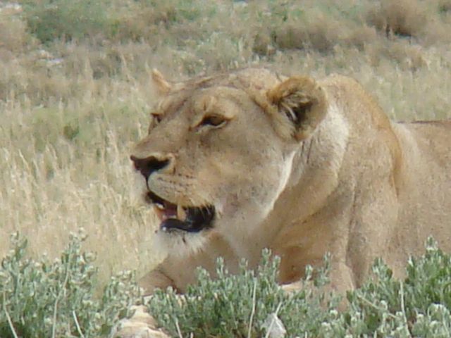 Lion Close Up