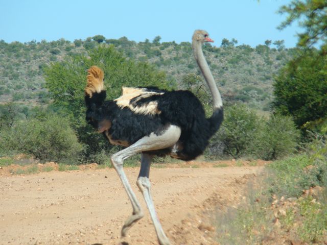 Why did the big chicken cross the road?