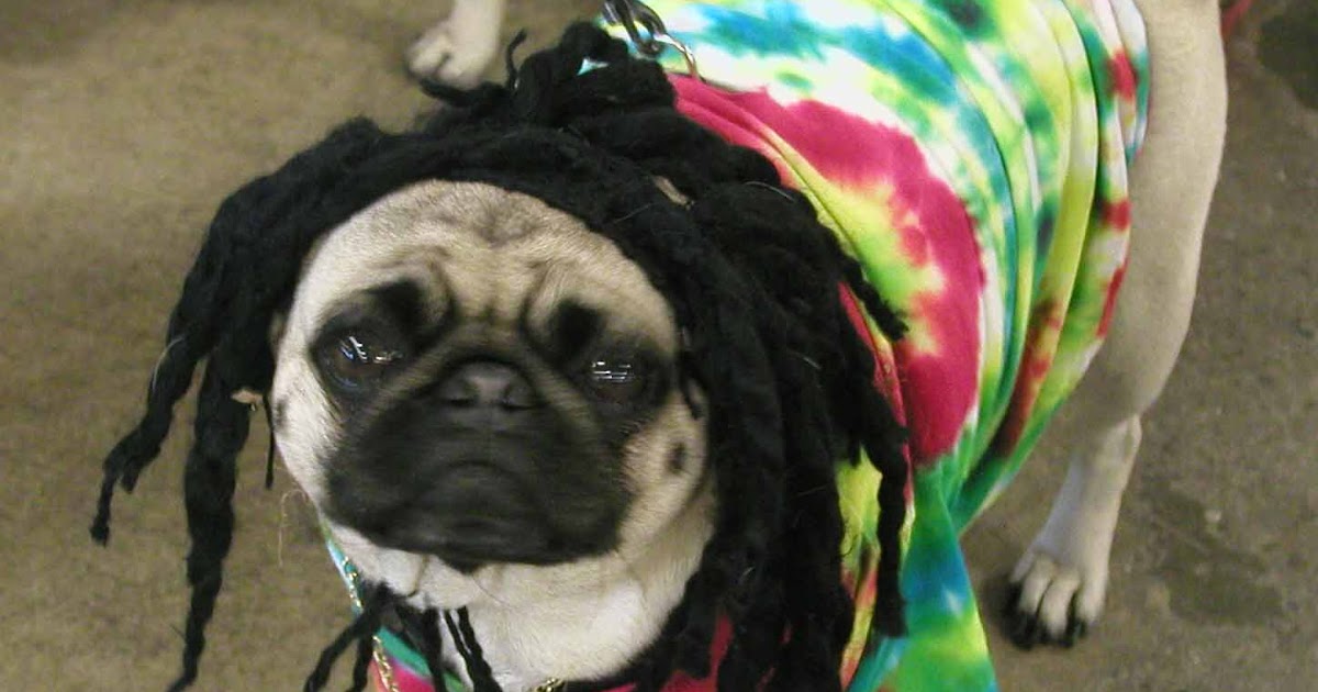 northern california pug rescue pug of the day dreadlocks northern california pug rescue pug of the day dreadlocks