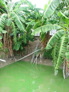 The Traveling Pines Fish Farming