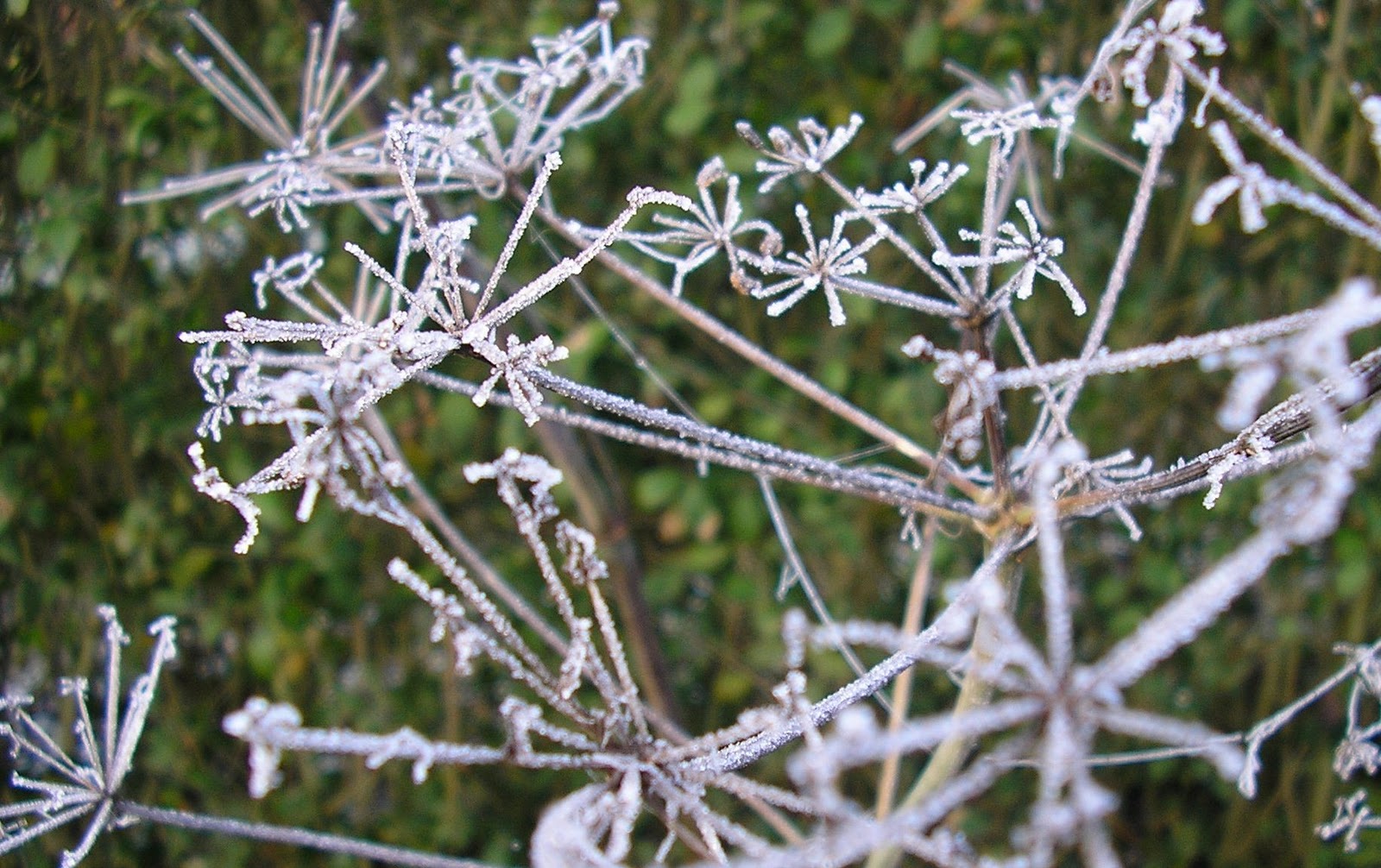 Sneeuwbal Viburnum Tinus Lisa Rose