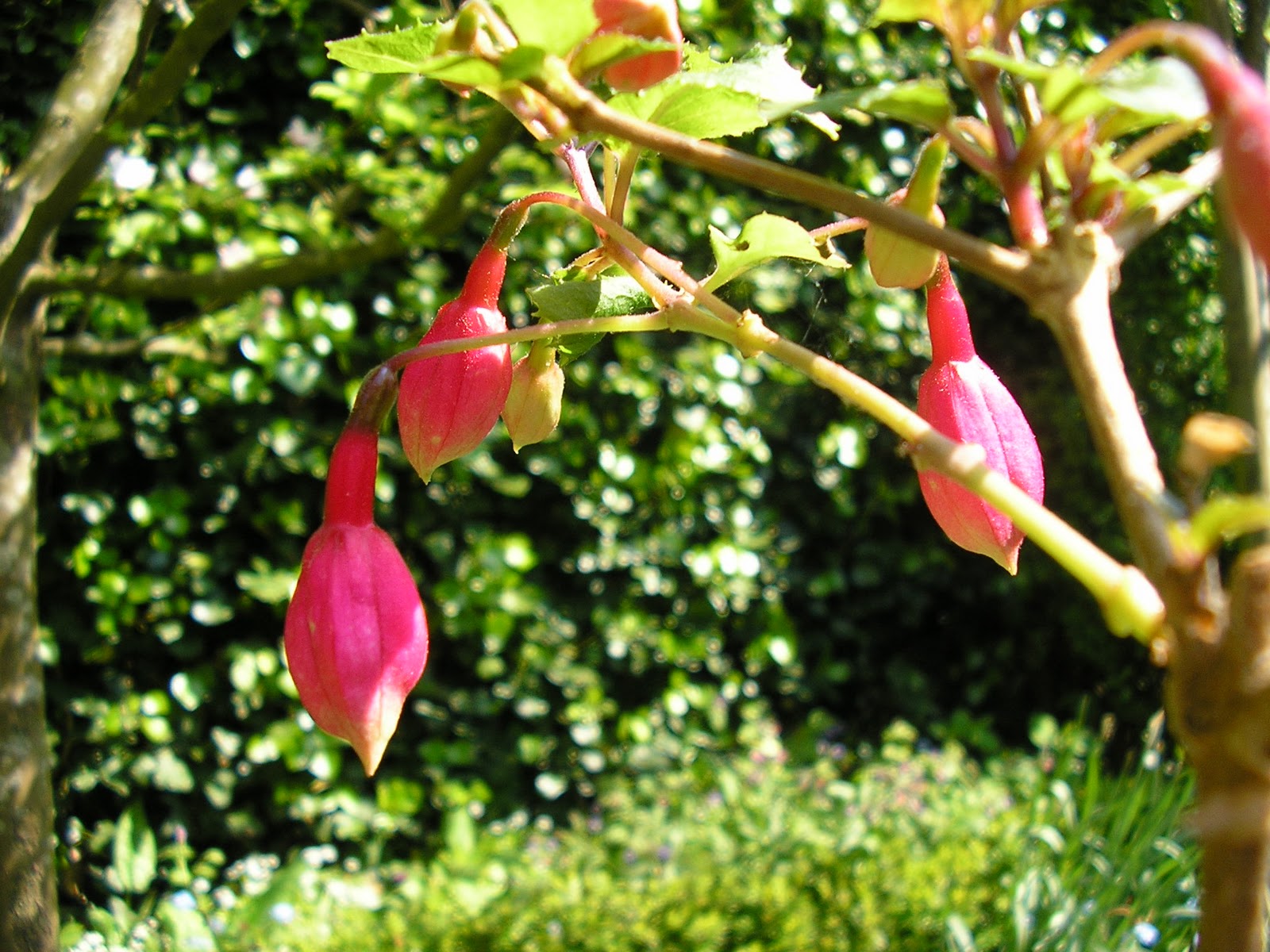 In mÃjn tuin ... : 05/15/09 Hang fuchsia overwinteren