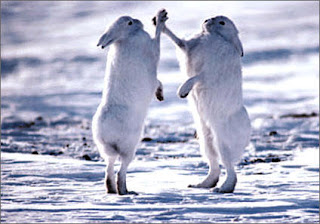 La réaction naturelle de lapins exposés à cet argument