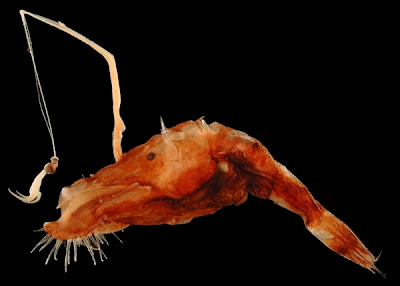 Je ne suis pas spécialiste en la matière, mais je pense que le nom latin de cette espèce signifie « tête de cheval prognate désincarnée, écorchée et surmontée d'une canne à pêche rattachée à la queue d'une crevette géante ». GRAND JEU CONCOURS : LE PREMIER LECTEUR À M'APPRENDRE COMMENT CELA SE DIT EN LATIN GAGNERA UN VOYAGE D'UN AN AUTOUR DU SOLEIL