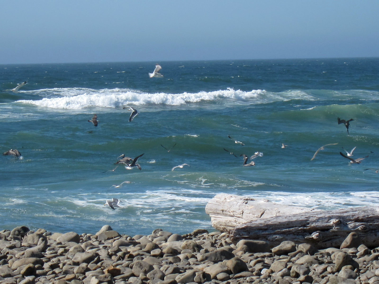 Ocean Birds Pictures