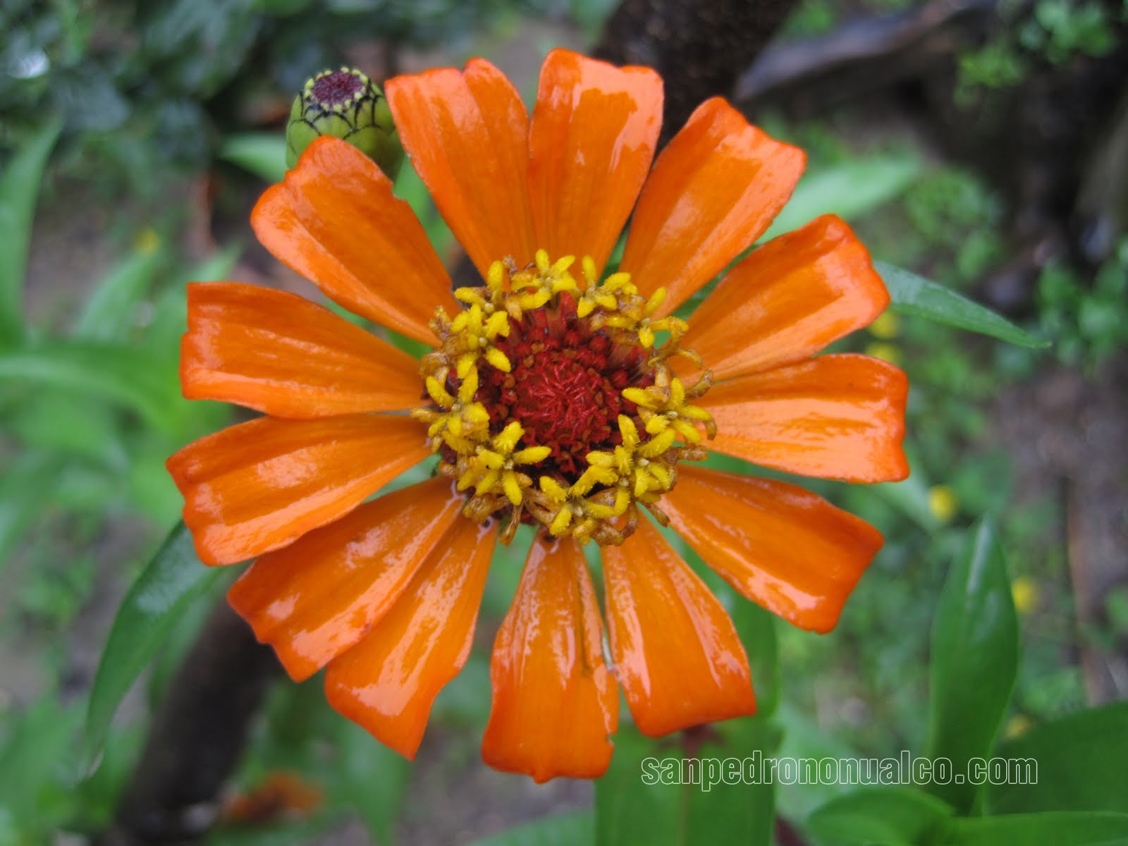 San Pedro Nonualco Sitio web oficial de los sampedranos 25 de julio