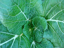 Bok choi