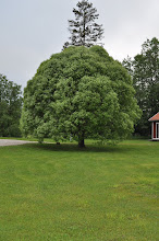 Min bilder