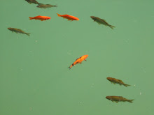 pesci (alhambra)