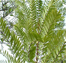 Eurycoma longifolia-TONGKAT ALI