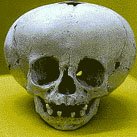 [skull.jpg]