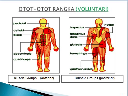 otot rangka