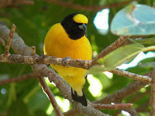 Tangará Común - Euphonia chlorotica