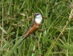 Capuchino Pecho Blanco - Sporophila palustris